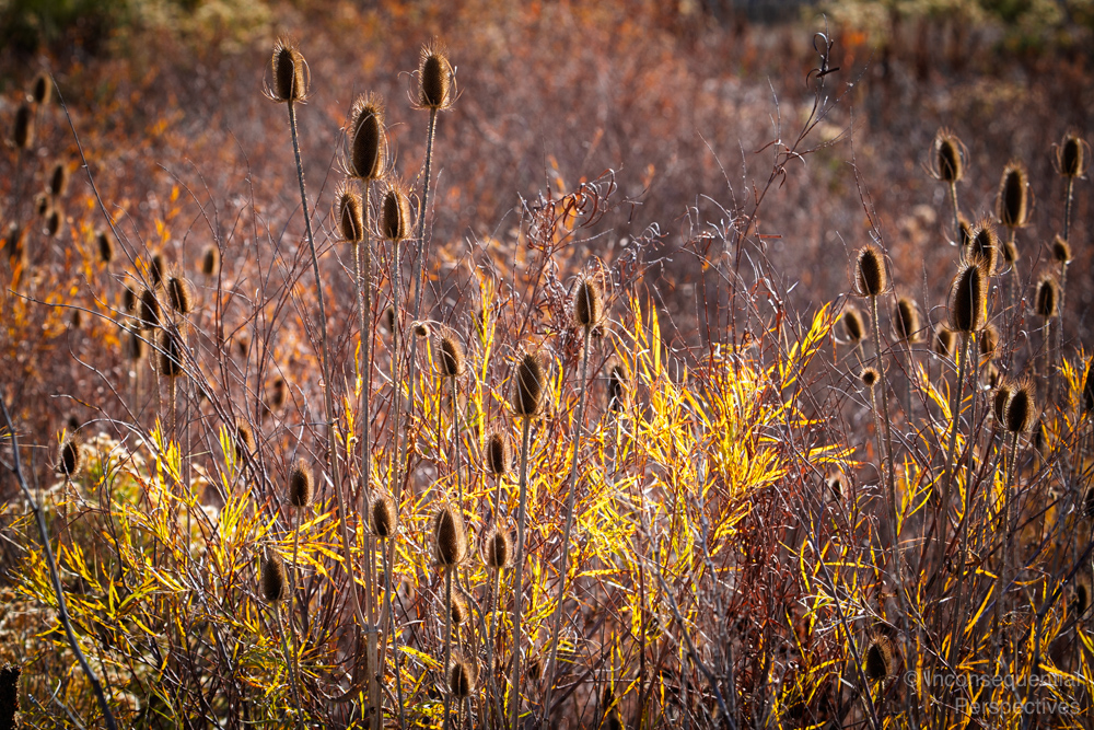 Autumn Light on Teasels